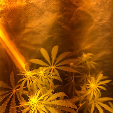 Critical Lemon CBD growlog timeline photo