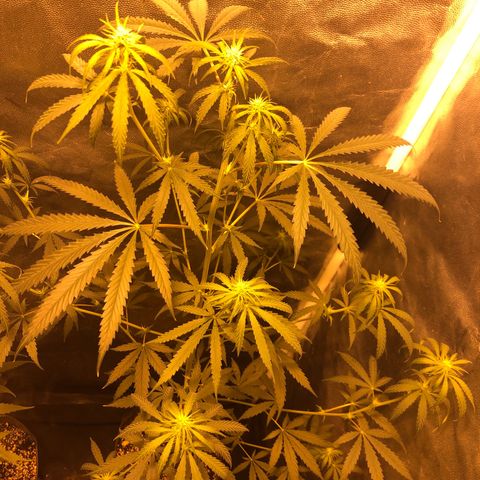 Critical Lemon CBD growlog timeline photo
