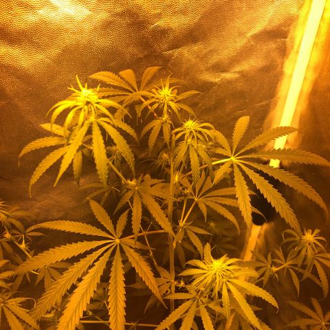 Critical Lemon CBD growlog timeline photo