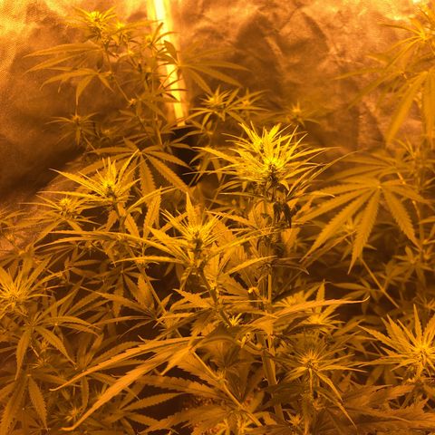 Critical Lemon CBD growlog timeline photo