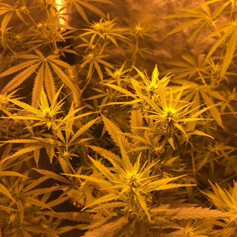 Critical Lemon CBD growlog timeline photo