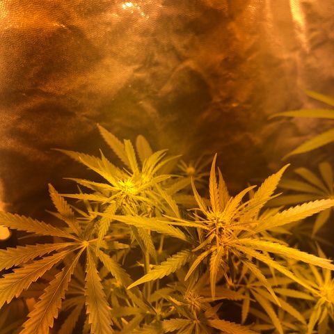 Critical Lemon CBD growlog timeline photo