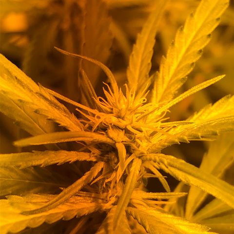 Critical Lemon CBD growlog timeline photo