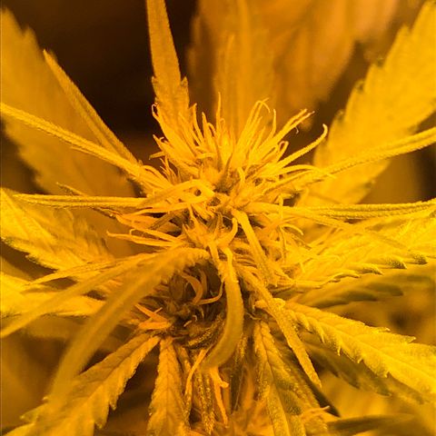Critical Lemon CBD growlog timeline photo