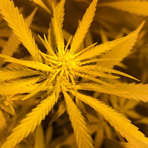 Critical Lemon CBD growlog timeline photo