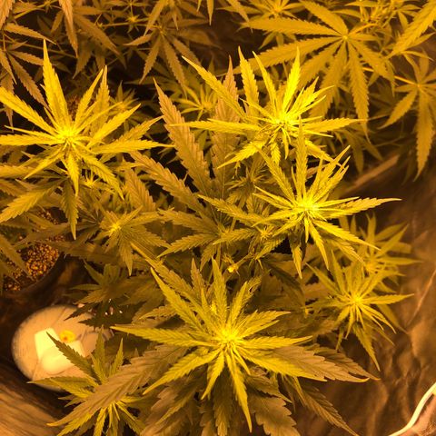 Critical Lemon CBD growlog timeline photo
