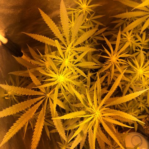 Critical Lemon CBD growlog timeline photo
