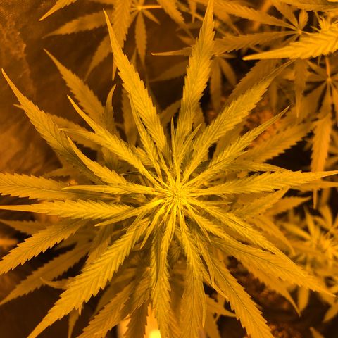 Critical Lemon CBD growlog timeline photo