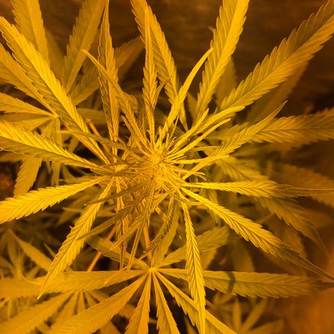 Critical Lemon CBD growlog timeline photo