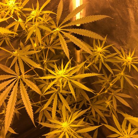 Critical Lemon CBD growlog timeline photo