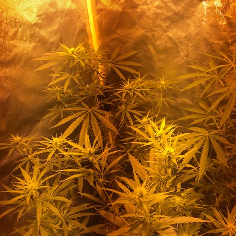 Critical Lemon CBD growlog timeline photo