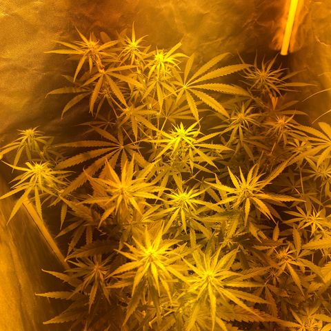 Critical Lemon CBD growlog timeline photo