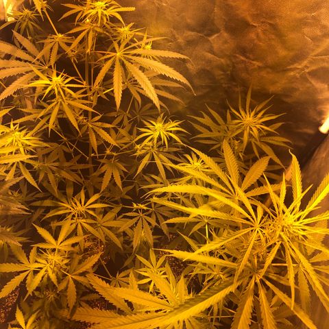 Critical Lemon CBD growlog timeline photo