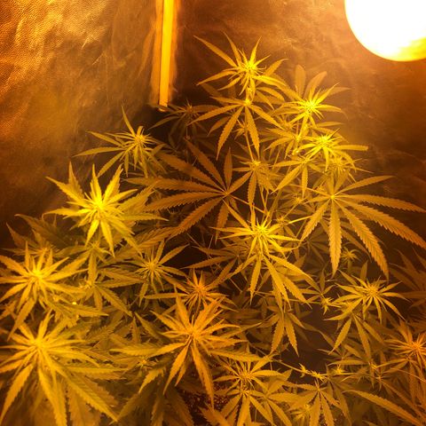 Critical Lemon CBD growlog timeline photo
