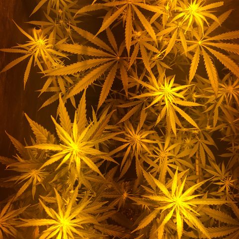 Critical Lemon CBD growlog timeline photo
