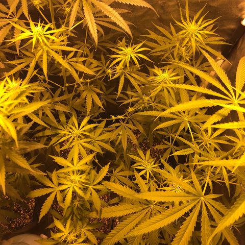 Critical Lemon CBD growlog timeline photo