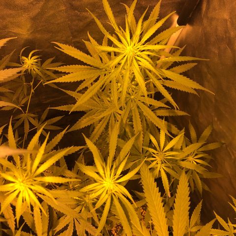Critical Lemon CBD growlog timeline photo