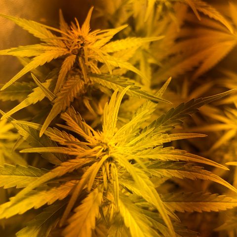 Critical Lemon CBD growlog timeline photo