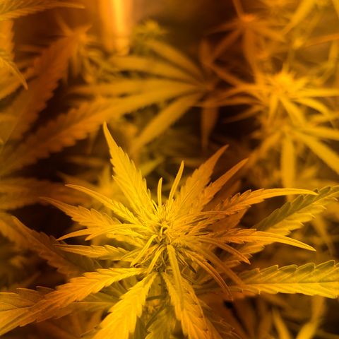 Critical Lemon CBD growlog timeline photo