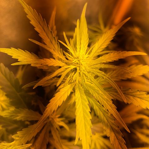Critical Lemon CBD growlog timeline photo