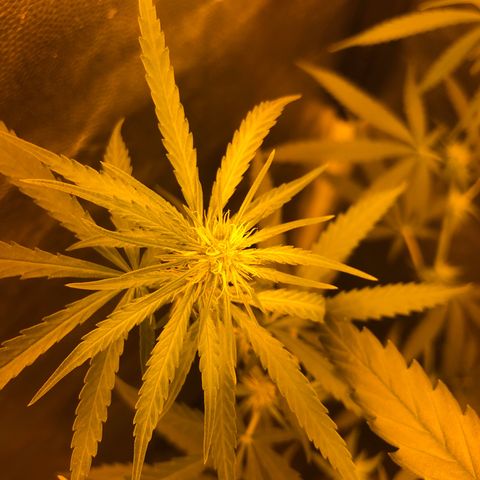 Critical Lemon CBD growlog timeline photo