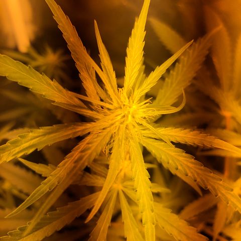 Critical Lemon CBD growlog timeline photo