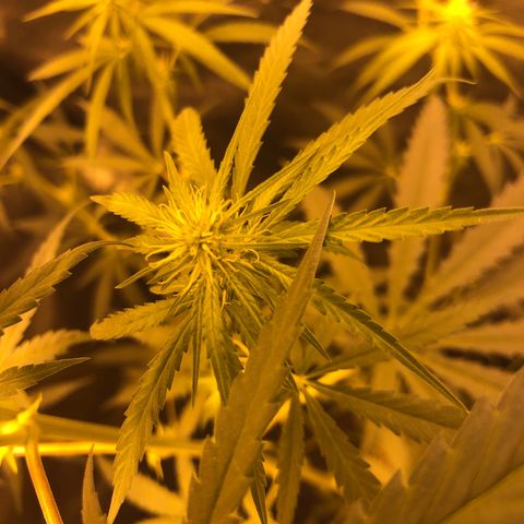 Critical Lemon CBD growlog timeline photo