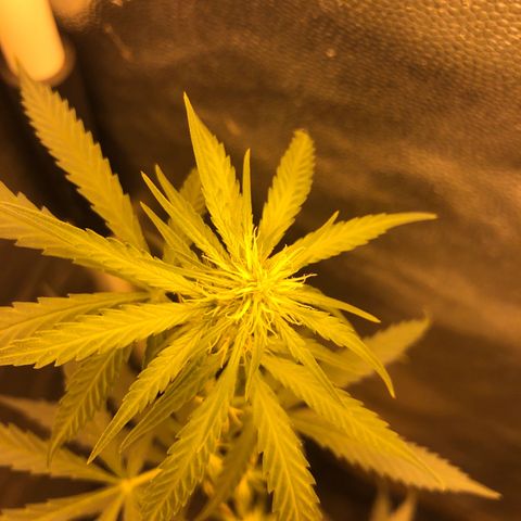 Critical Lemon CBD growlog timeline photo