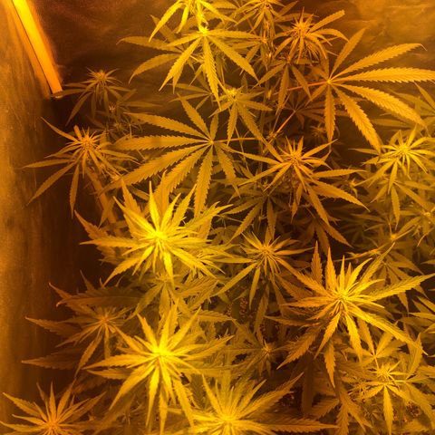 Critical Lemon CBD growlog timeline photo