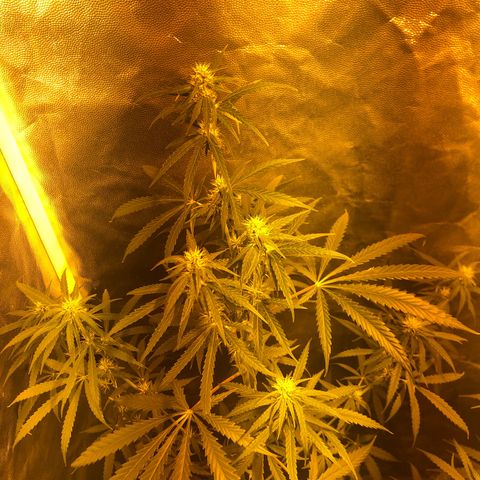 Critical Lemon CBD growlog timeline photo