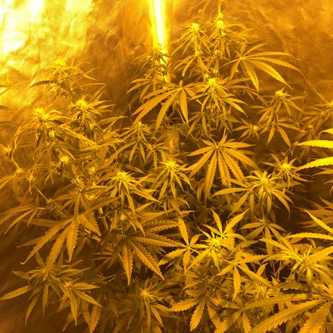 Critical Lemon CBD growlog timeline photo
