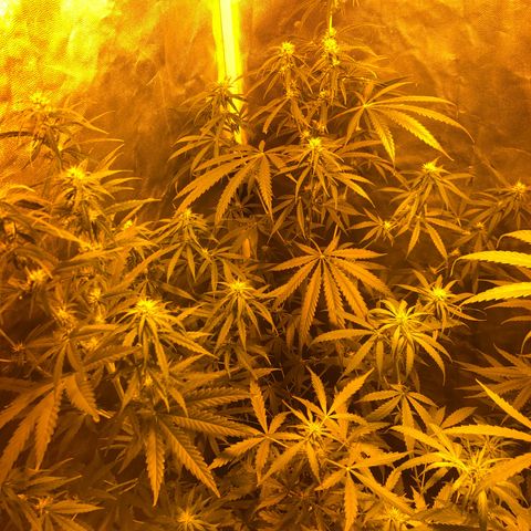 Critical Lemon CBD growlog timeline photo
