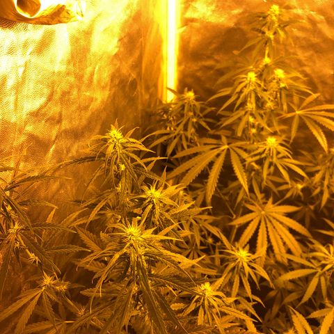 Critical Lemon CBD growlog timeline photo
