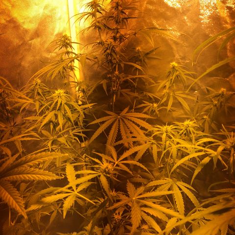 Critical Lemon CBD growlog timeline photo