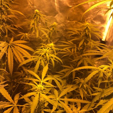 Critical Lemon CBD growlog timeline photo