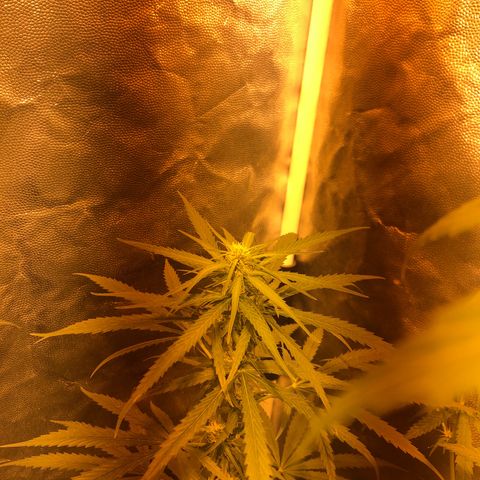 Critical Lemon CBD growlog timeline photo