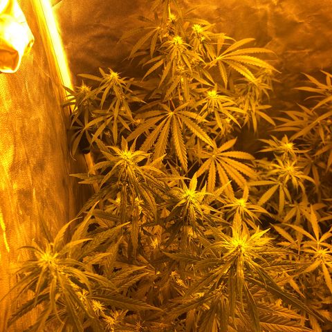 Critical Lemon CBD growlog timeline photo