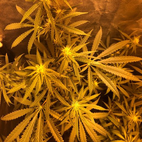 Critical Lemon CBD growlog timeline photo