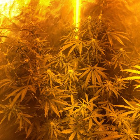 Critical Lemon CBD growlog timeline photo