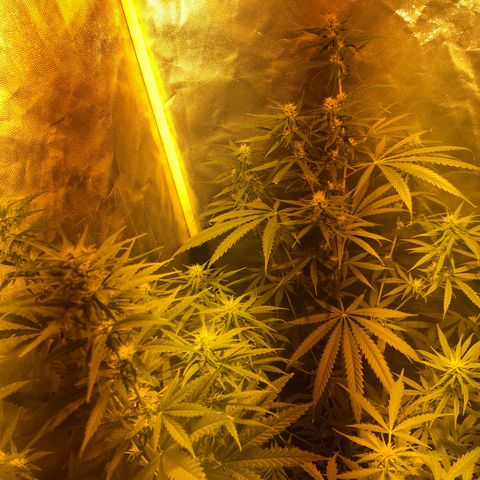 Critical Lemon CBD growlog timeline photo