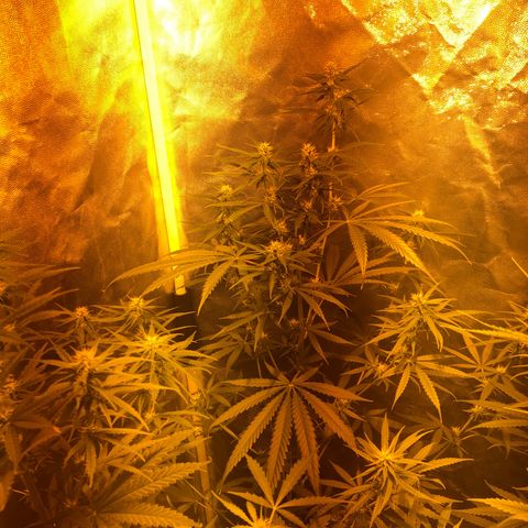 Critical Lemon CBD growlog timeline photo