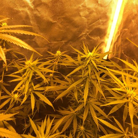 Critical Lemon CBD growlog timeline photo