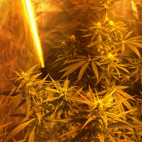 Critical Lemon CBD growlog timeline photo