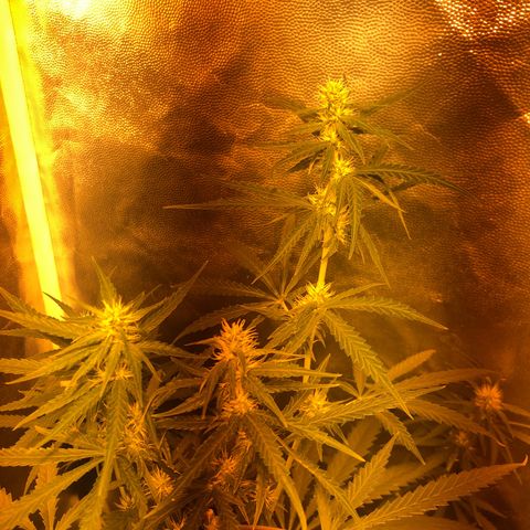 Critical Lemon CBD growlog timeline photo