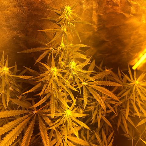 Critical Lemon CBD growlog timeline photo