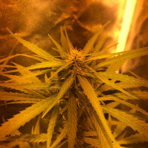 Critical Lemon CBD growlog timeline photo