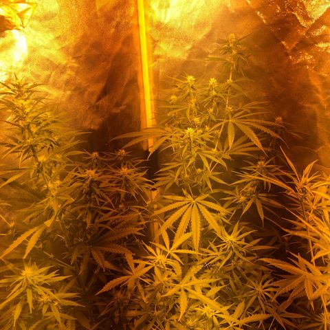 Critical Lemon CBD growlog timeline photo