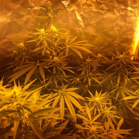 Critical Lemon CBD growlog timeline photo