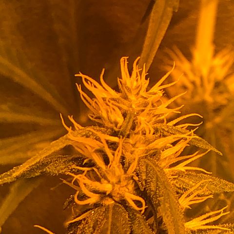 Critical Lemon CBD growlog timeline photo