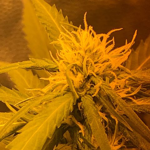 Critical Lemon CBD growlog timeline photo